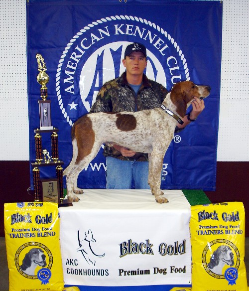 World Champion English Coonhound top 20 