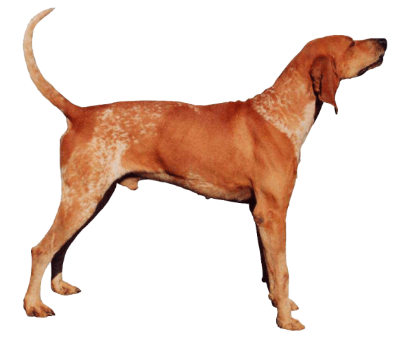 red english coonhound