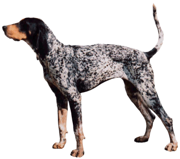 bluetick