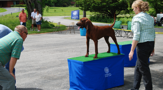 coonhound bench show